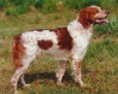 SPANIEL BRETÃO